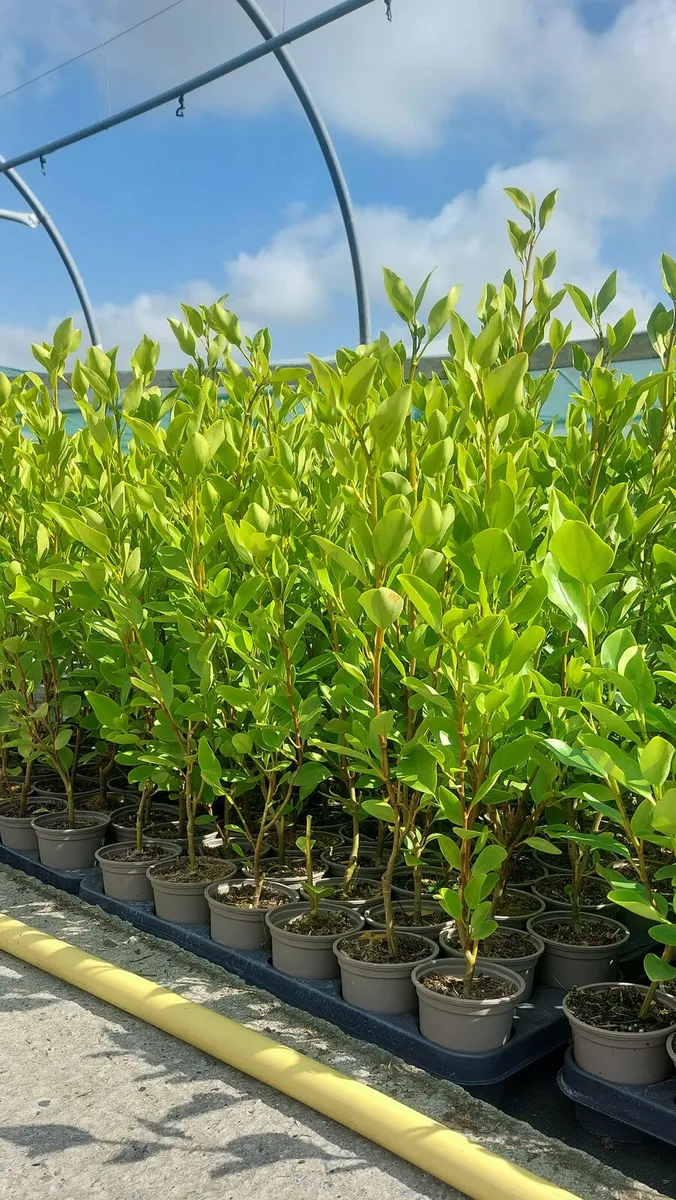 Griselinia Hedging - Image 1
