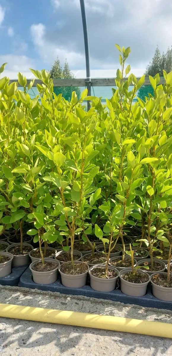 Griselinia Hedging - Image 3