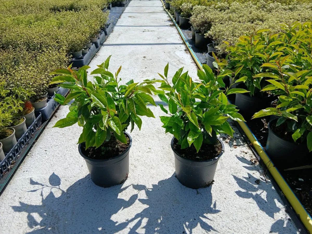 Portuguese Laurel Hedging - Image 2