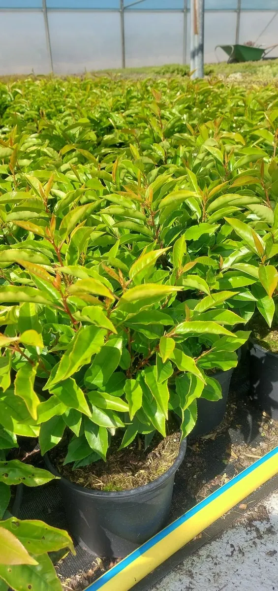 Portuguese Laurel Hedging - Image 1