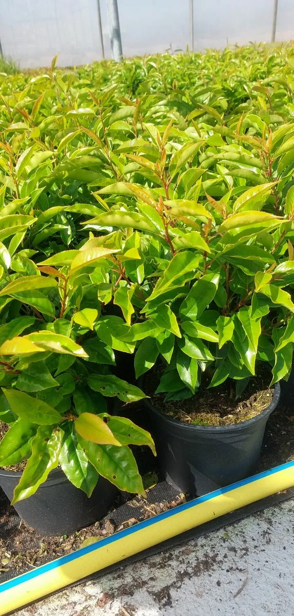 Portuguese Laurel Hedging - Image 3