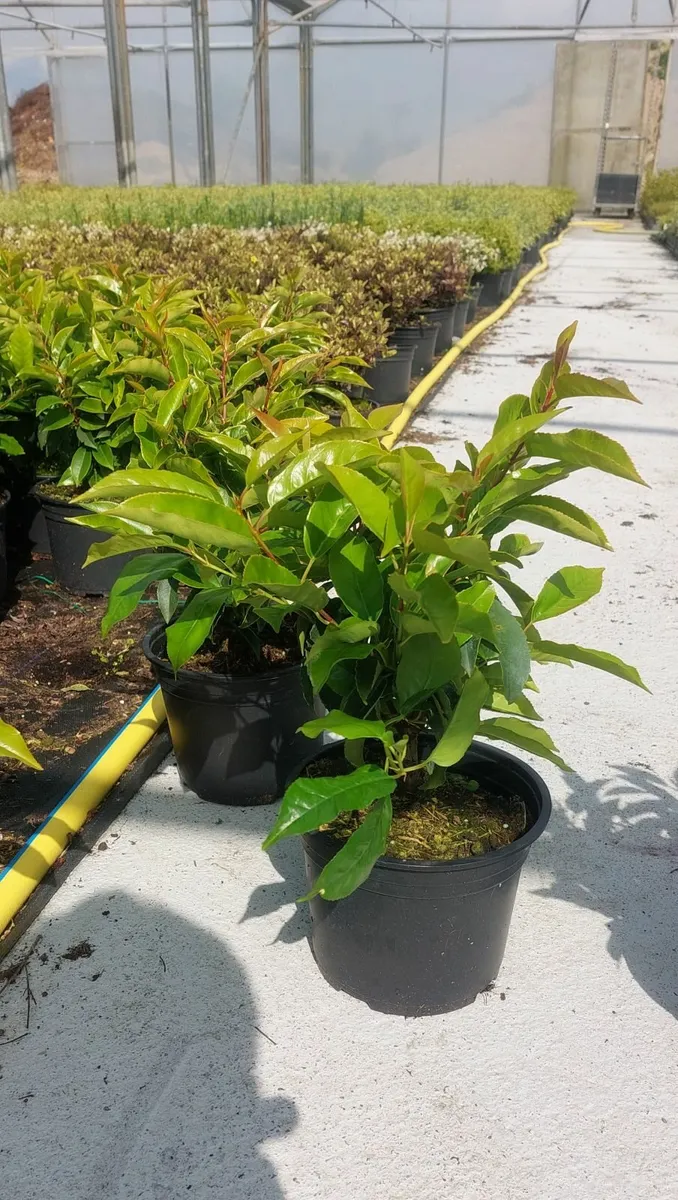 Portuguese Laurel Hedging - Image 4