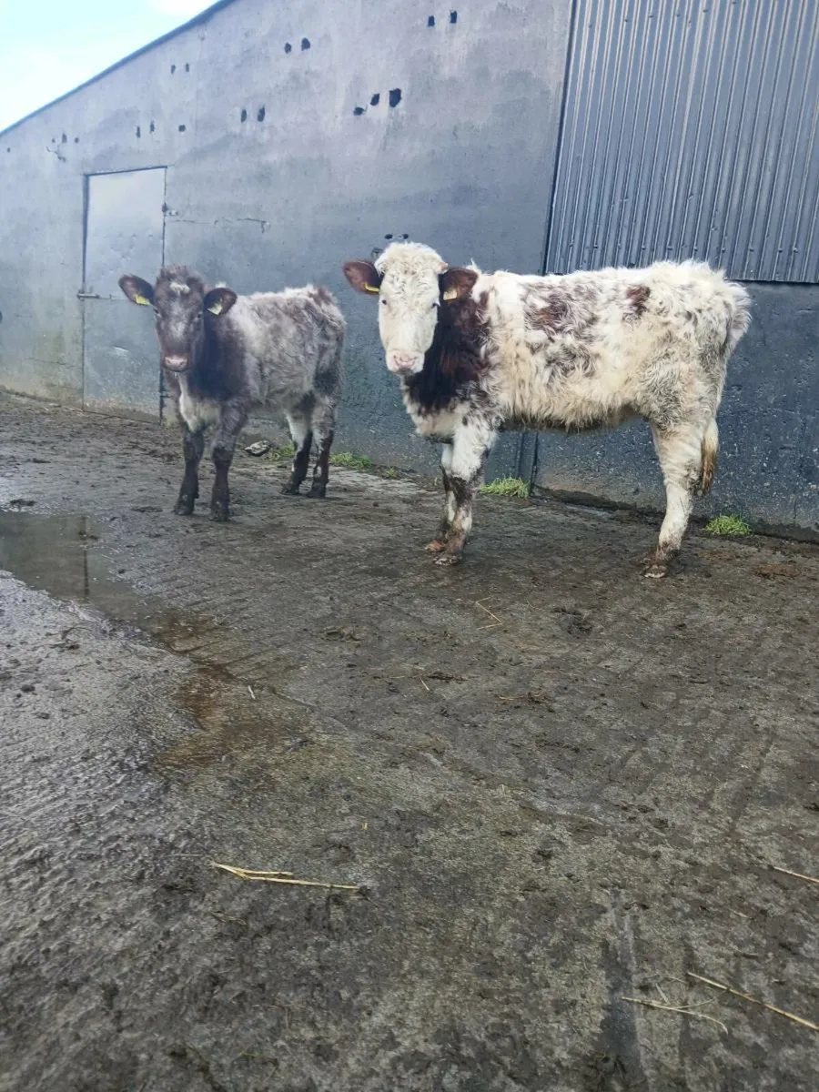 Roan heifers - Image 1