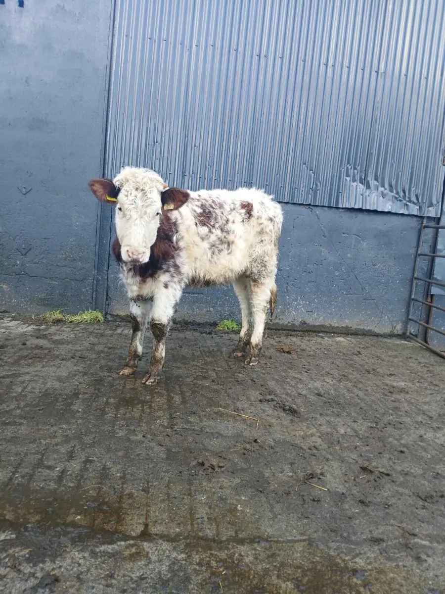 Roan heifers - Image 2