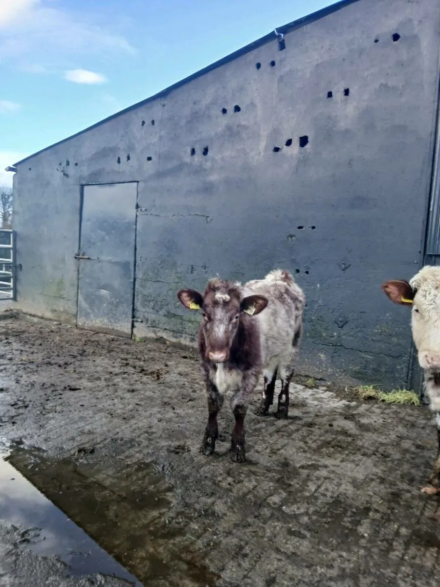 Roan heifers - Image 3