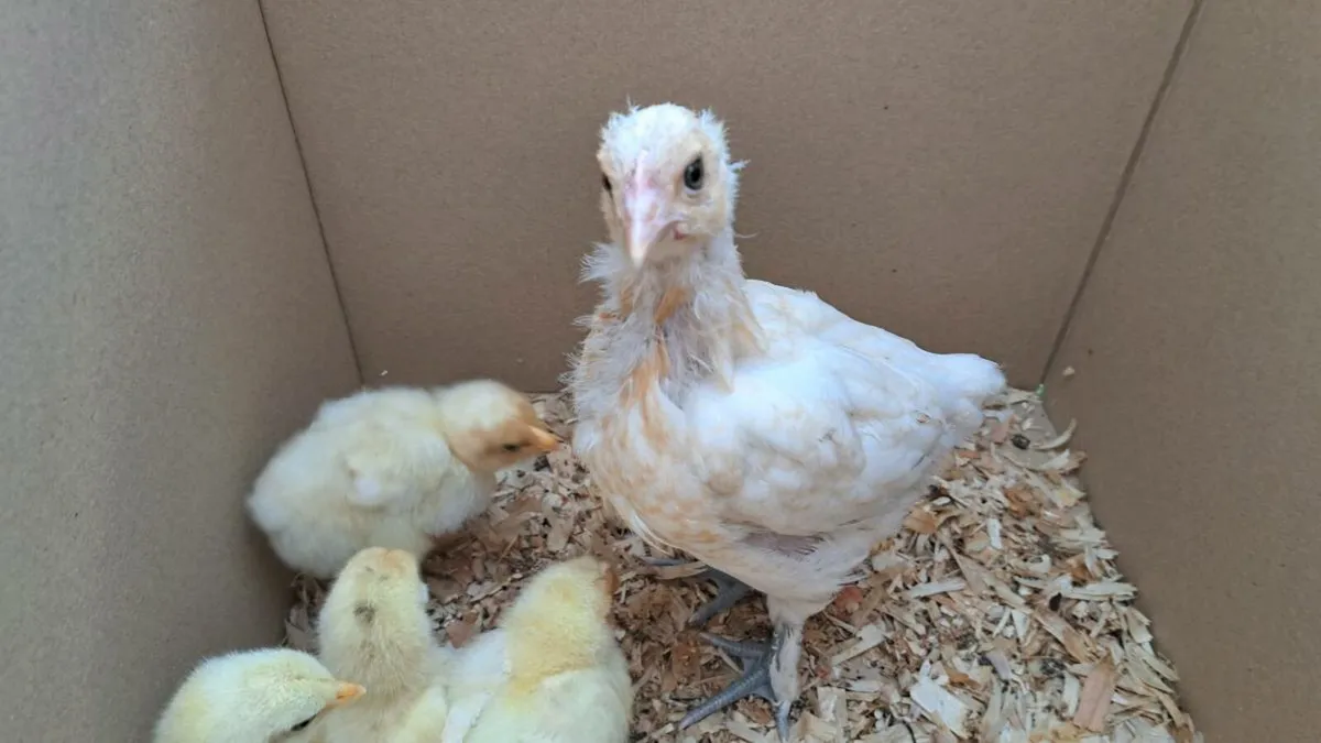 Bresse/Goldtop x Brahma Chicks‼️ Annaghdown - Image 3