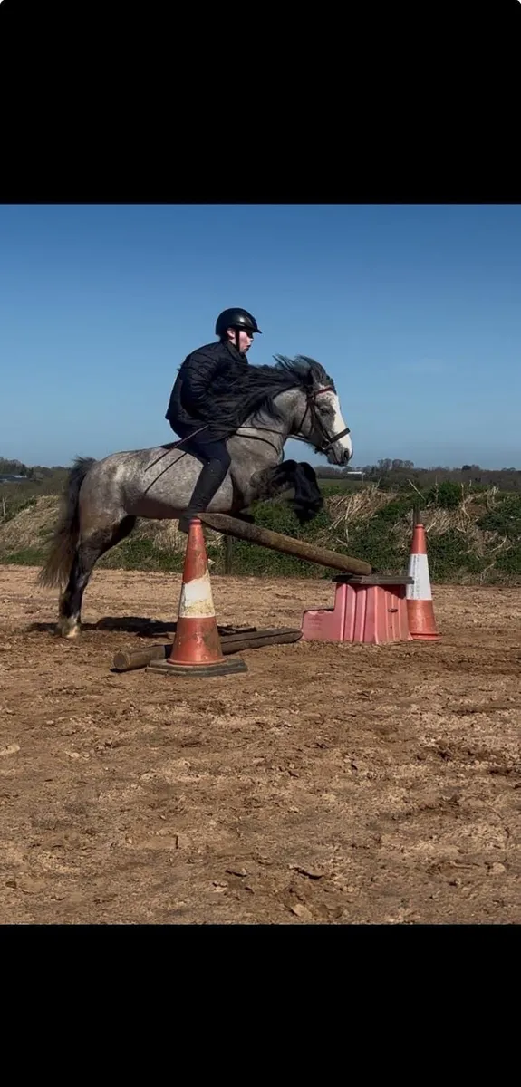 11.2 grey pony  (ride and drive) - Image 1