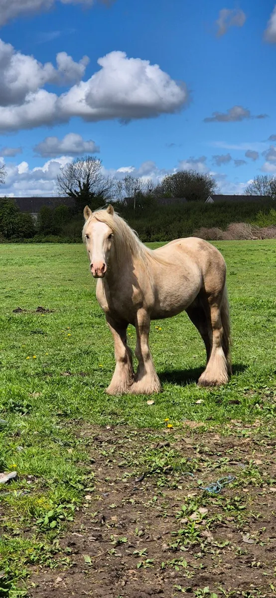 Palomino Stallion - Image 1