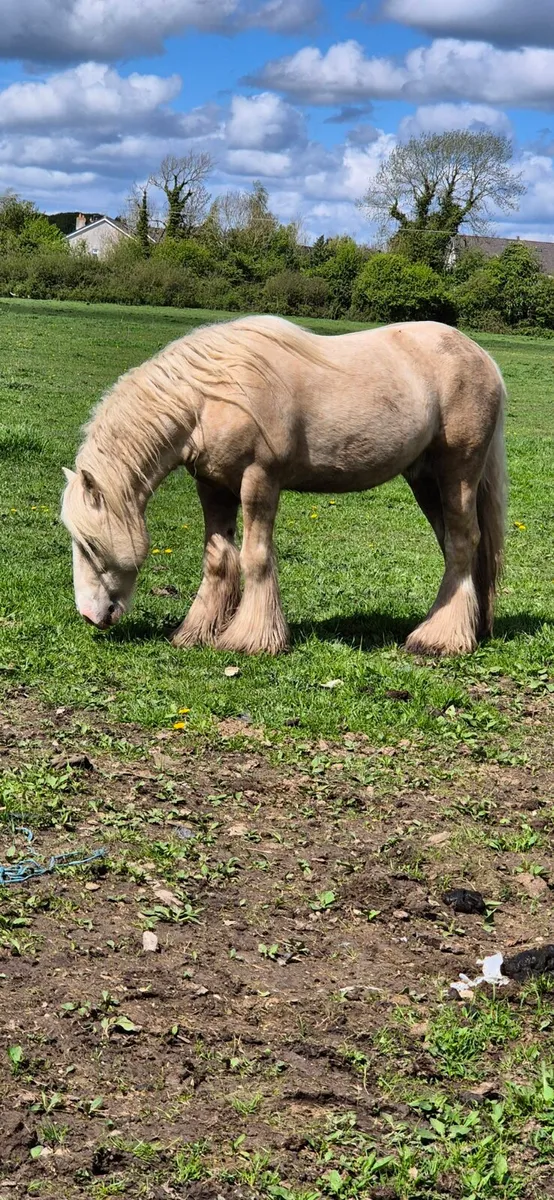 Palomino Stallion - Image 2