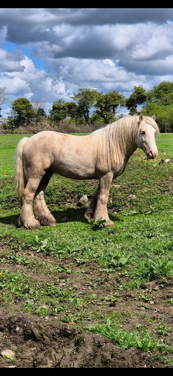 Palomino Stallion - Image 4