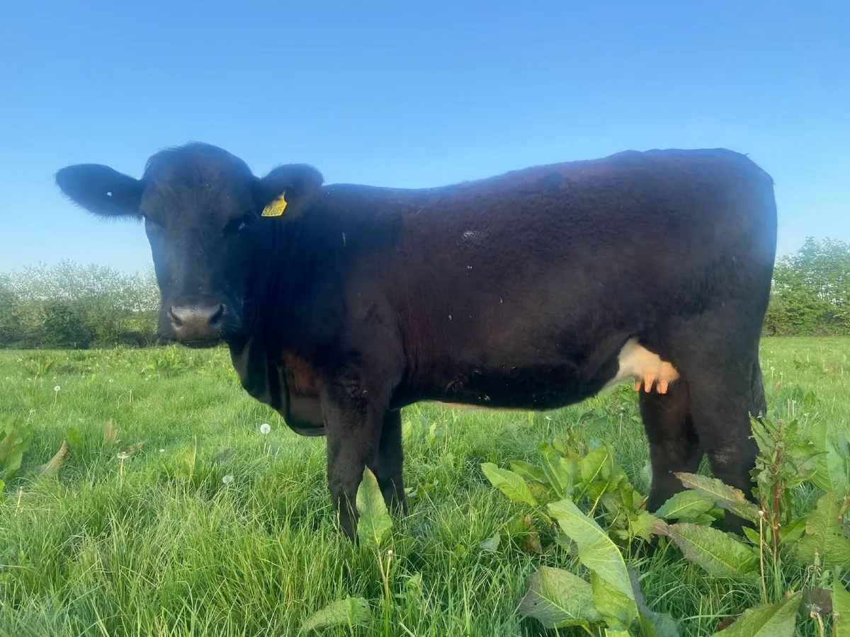 Incalf angus heifer - Image 3