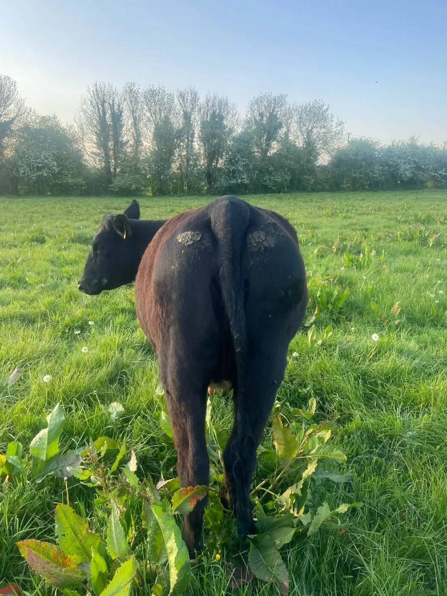 Incalf angus heifer - Image 4