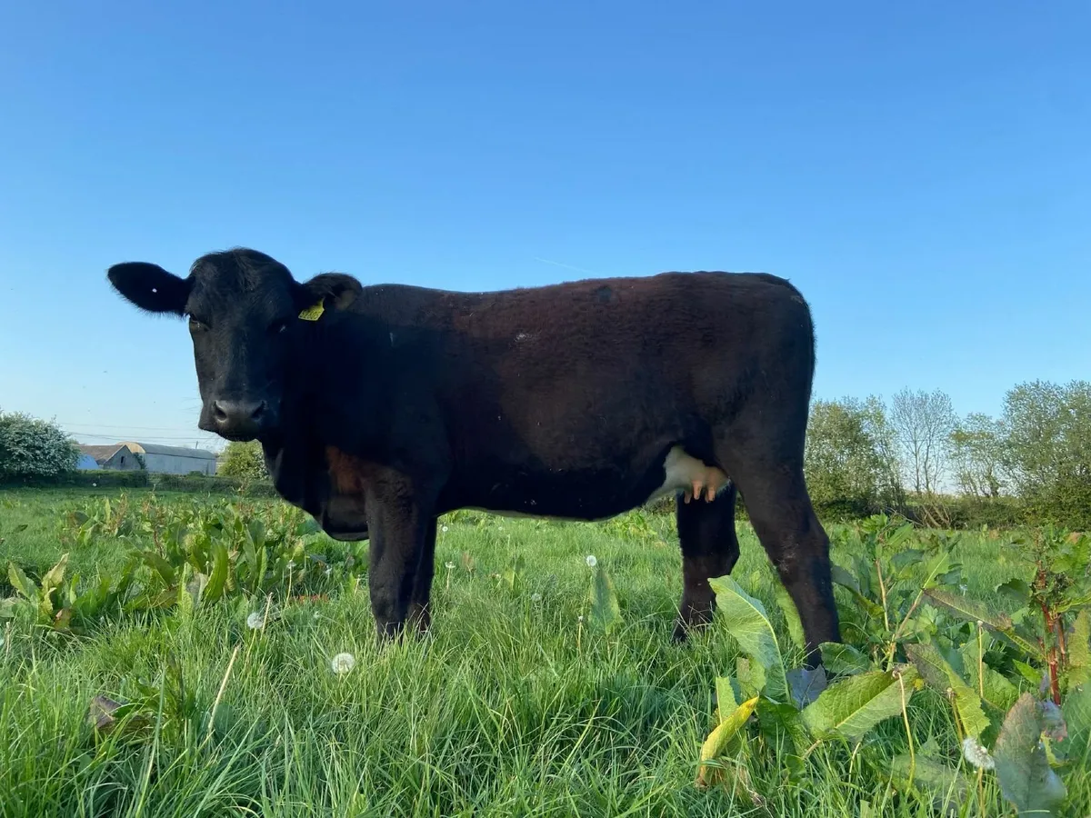 Incalf angus heifer - Image 1