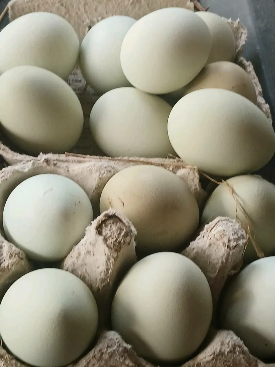 Pullets , - Image 1