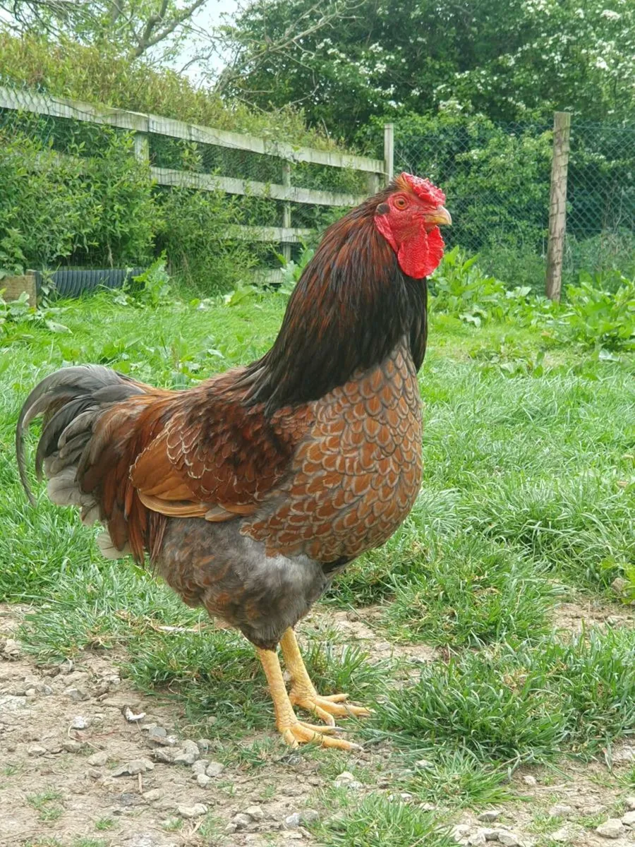 Blue Laced Wyandotte Rooster - Image 1