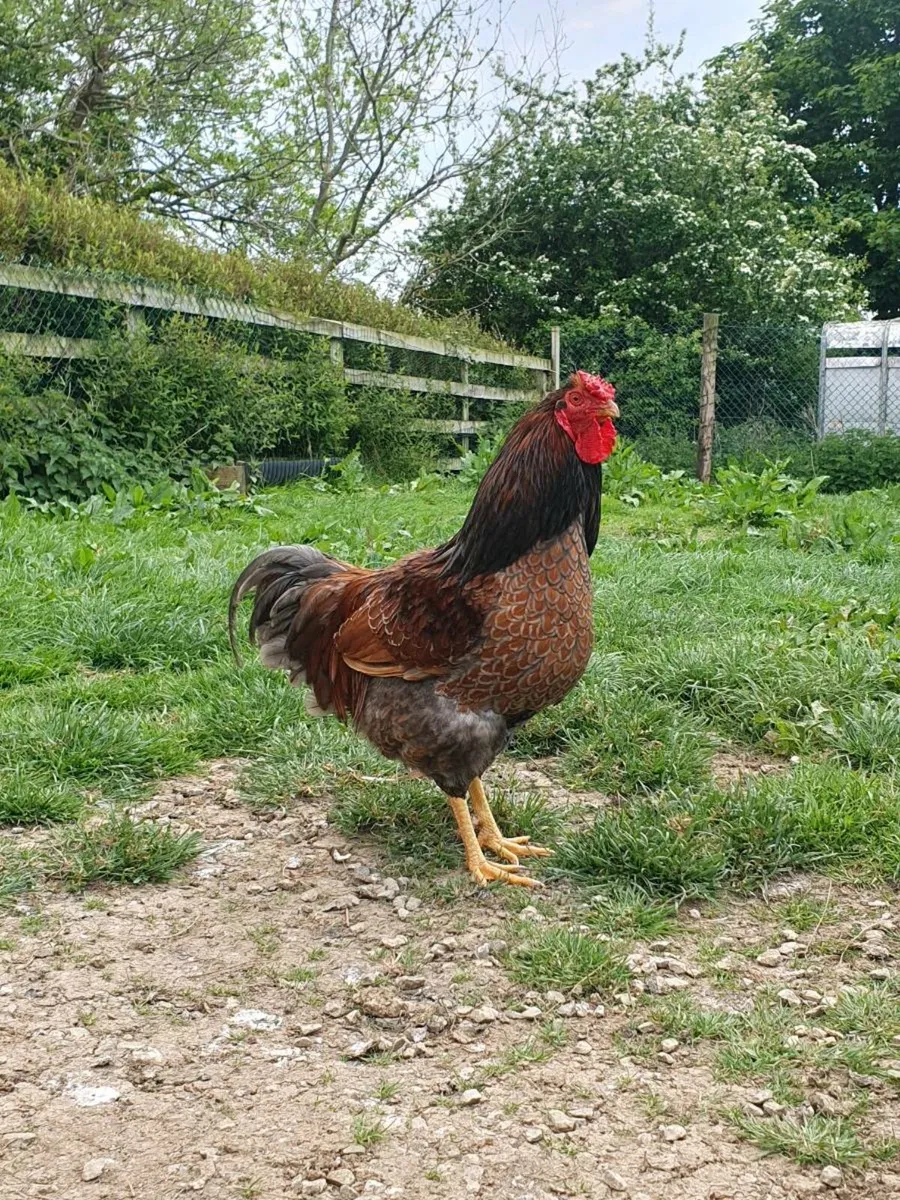 Blue Laced Wyandotte Rooster - Image 2