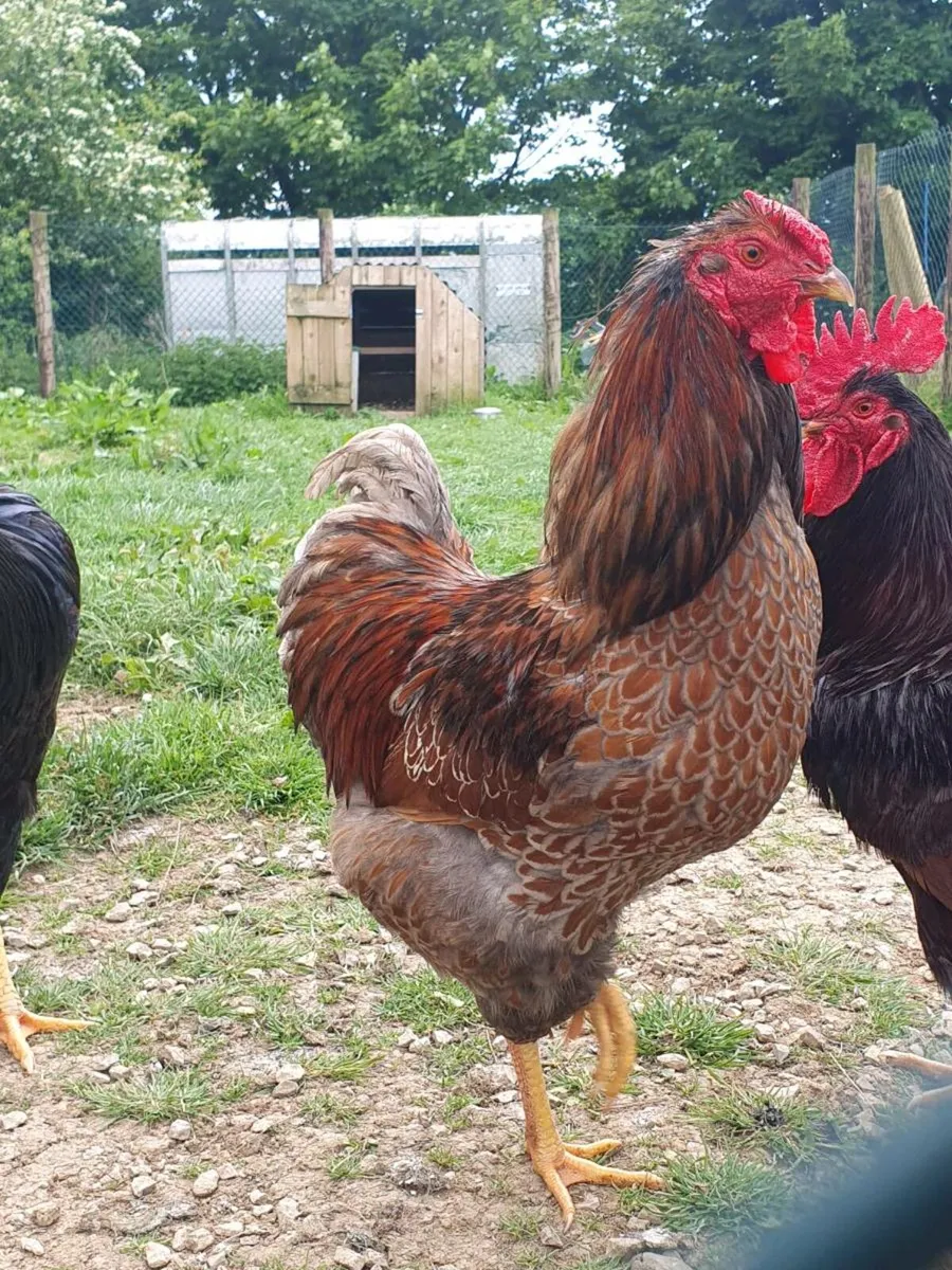 Blue Laced Wyandotte Rooster - Image 3