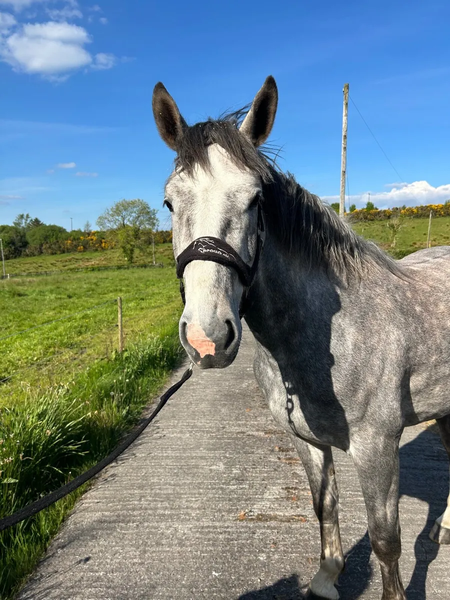 3 Year Old Gelding - Image 3