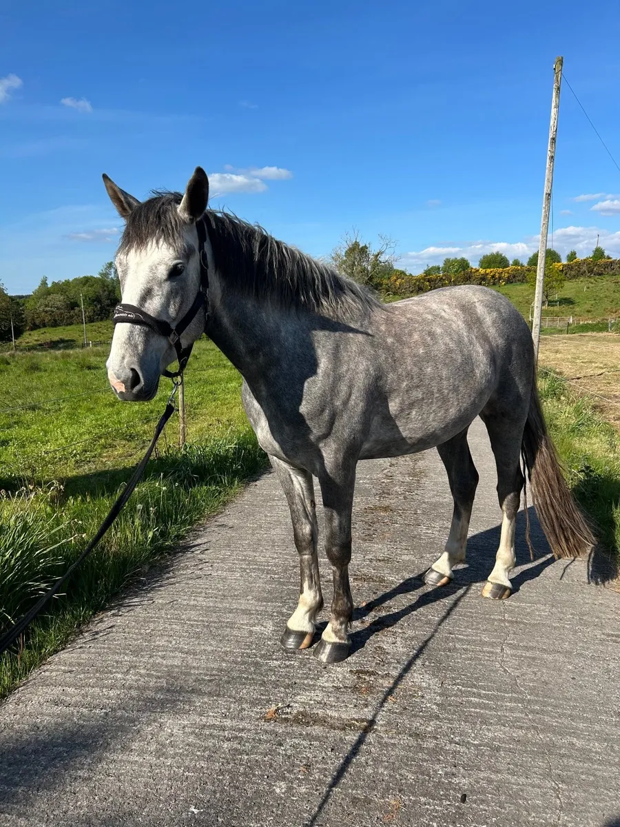 3 Year Old Gelding - Image 4