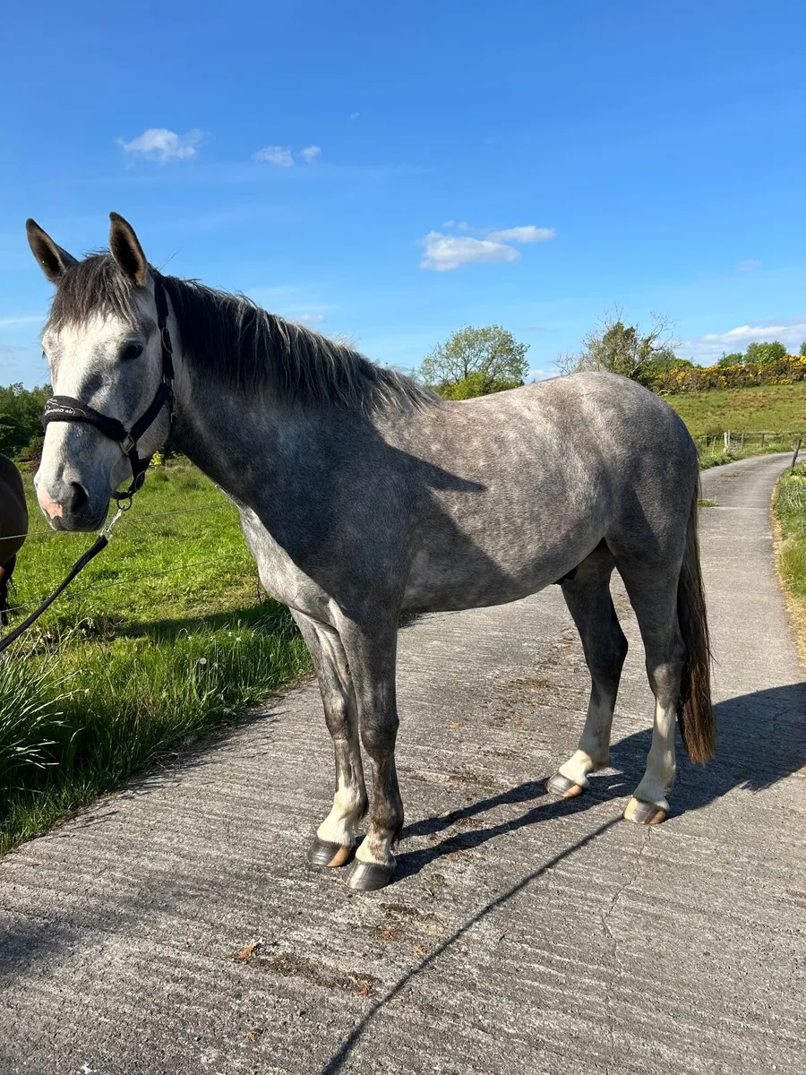 3 Year Old Gelding - Image 1