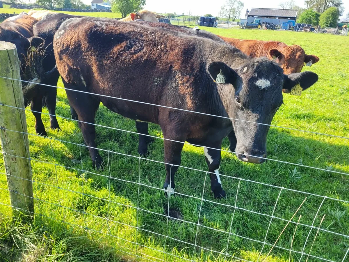 Organic Bullocks - Image 2