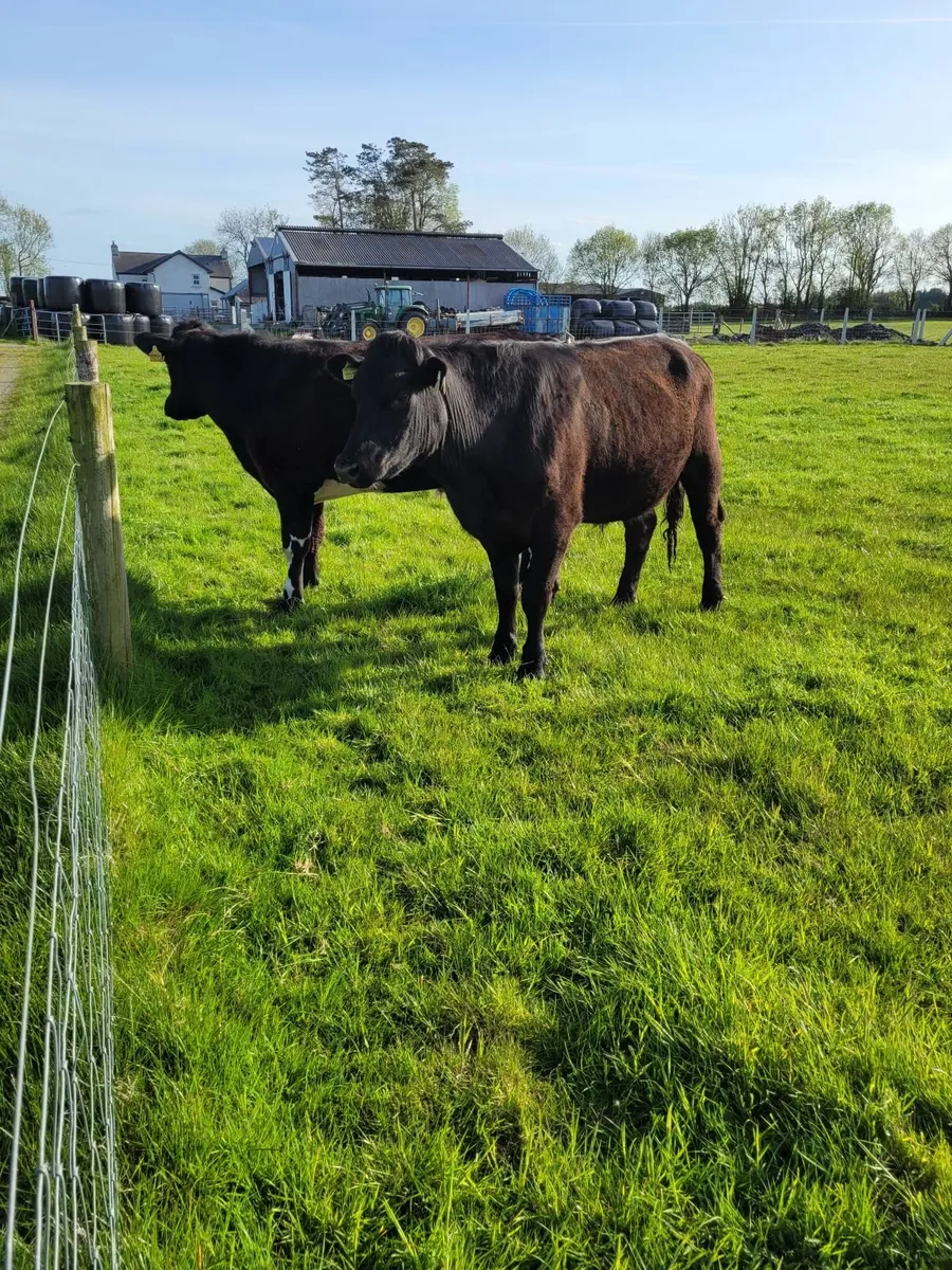 Organic Bullocks - Image 3