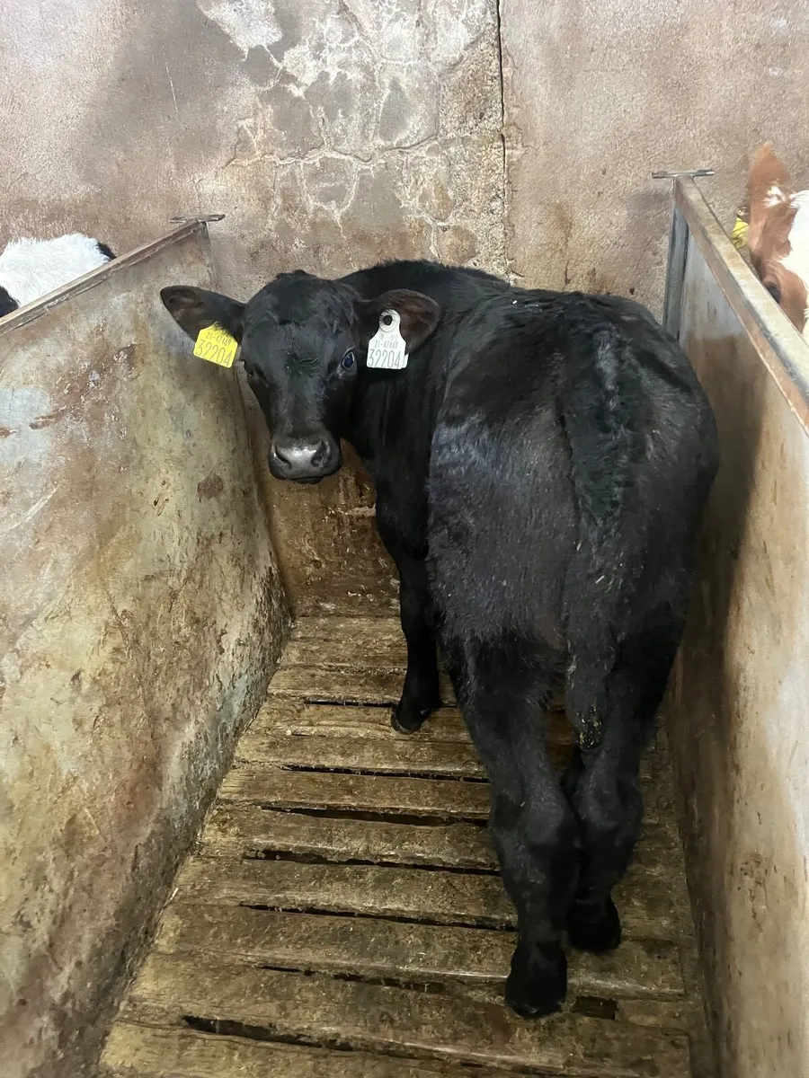 Angus Calves - Image 1