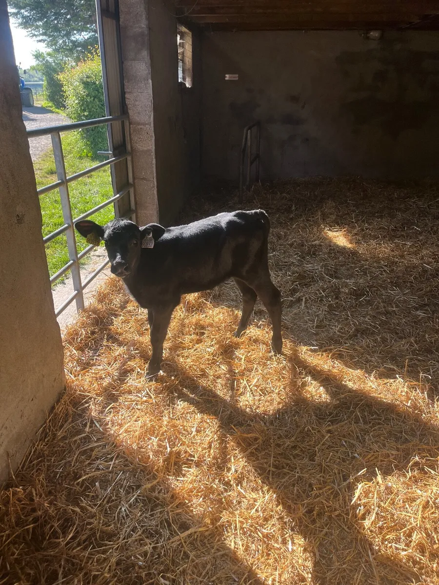 Angus Calves - Image 2