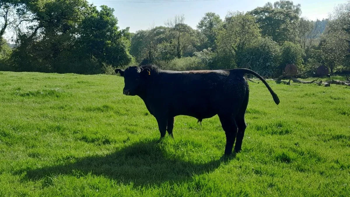 Bull - Image 2