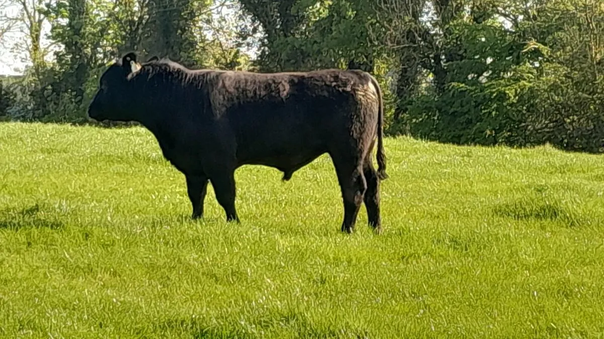 Bull - Image 3