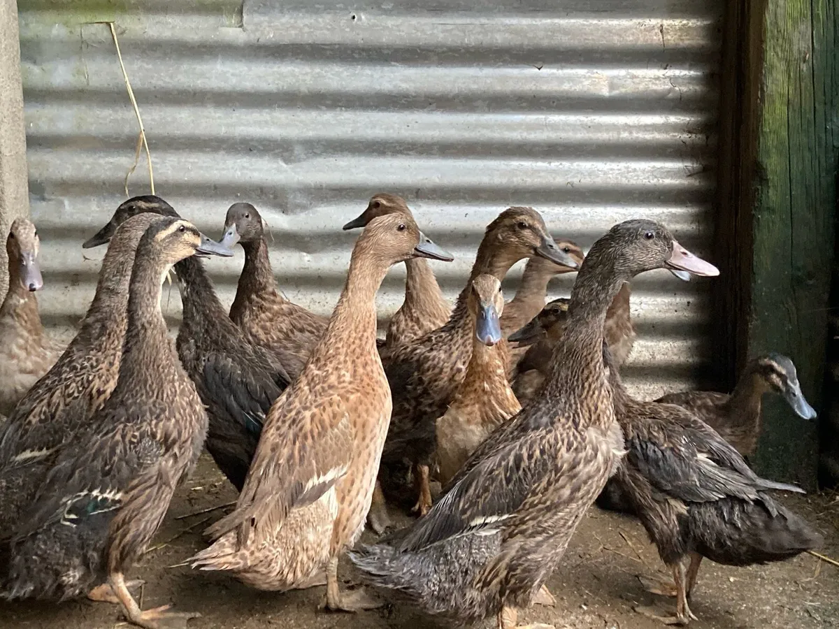 Ducks, POL Pullets. - Image 1
