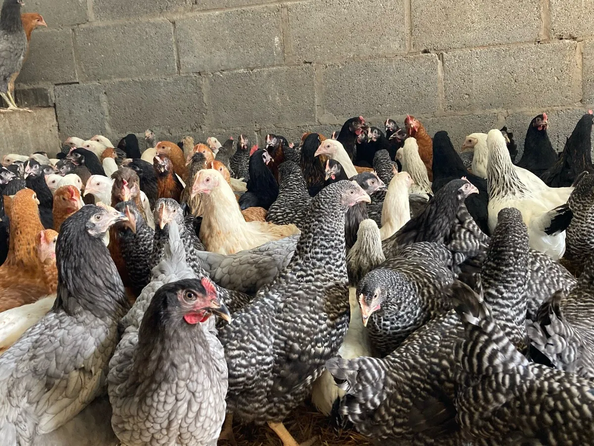 M POL Pullets, Ducks - Image 3
