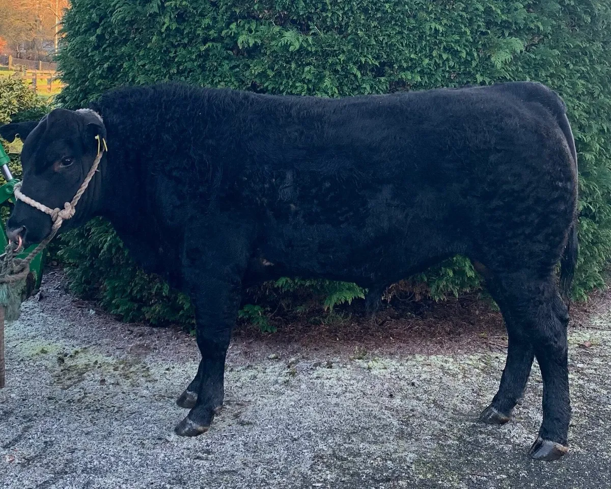 Bull - Image 1
