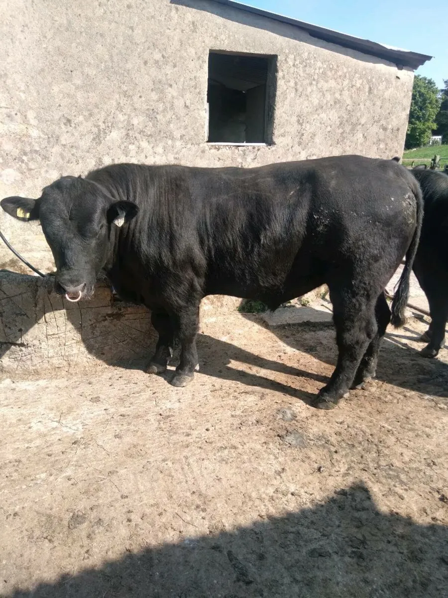 Angus bull - Image 1