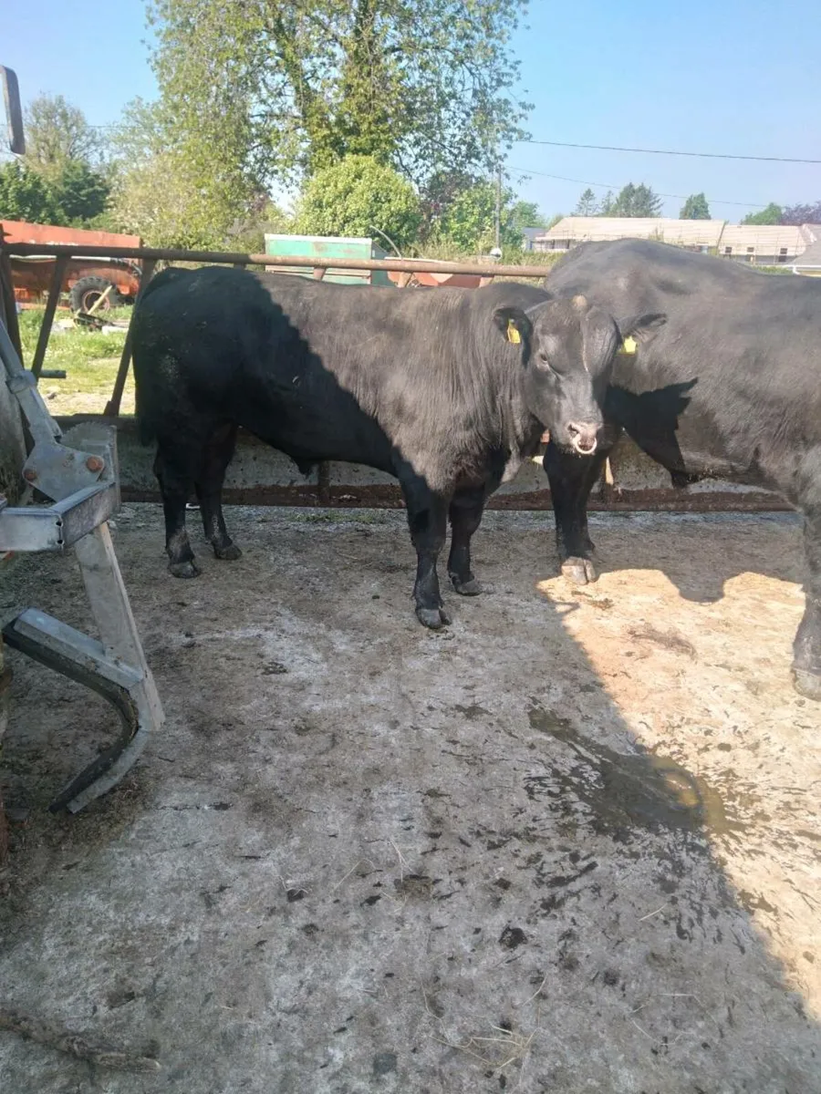Angus bull - Image 2