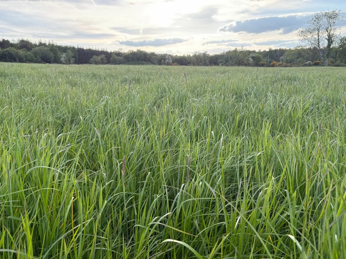 Silage Bales, second cut, top quality - Image 4