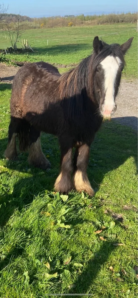 3 Year Old Cob Gelding - Image 2