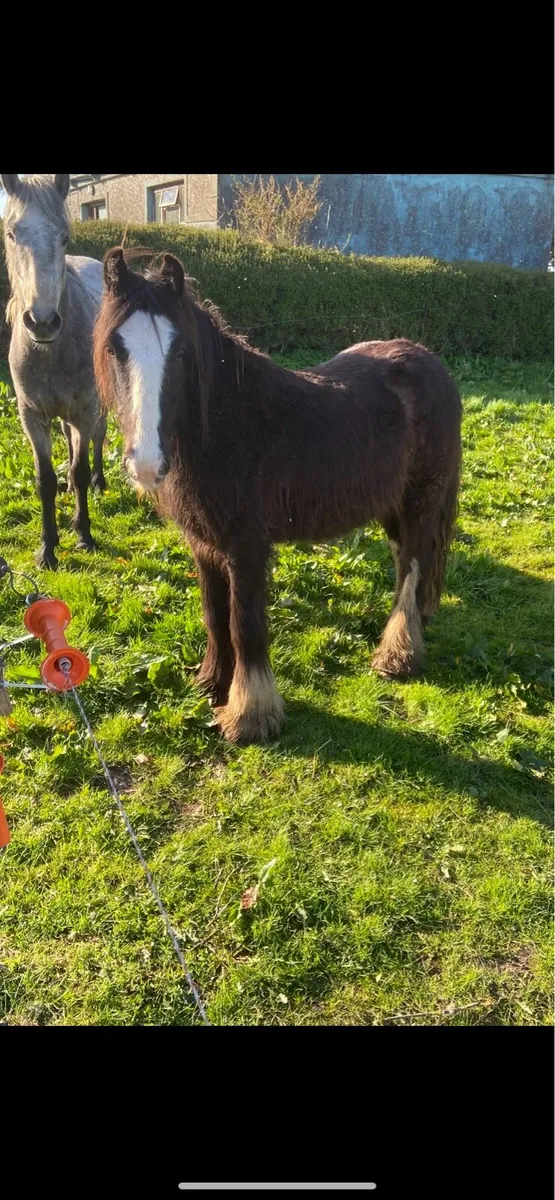 3 Year Old Cob Gelding - Image 3