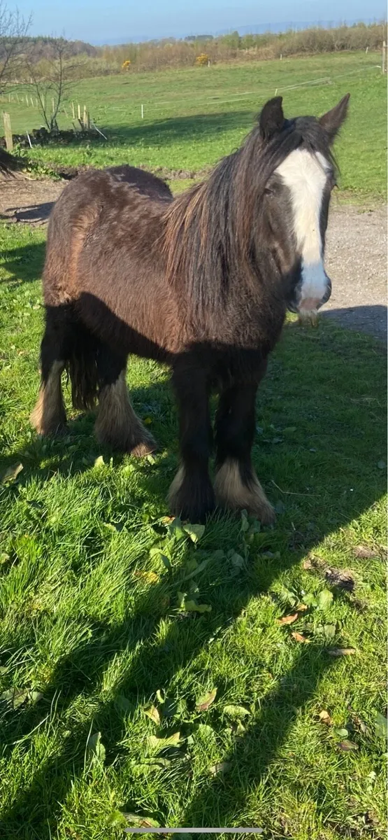 3 Year Old Cob Gelding - Image 4
