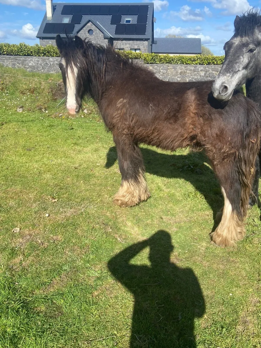 3 Year Old Cob Gelding - Image 1