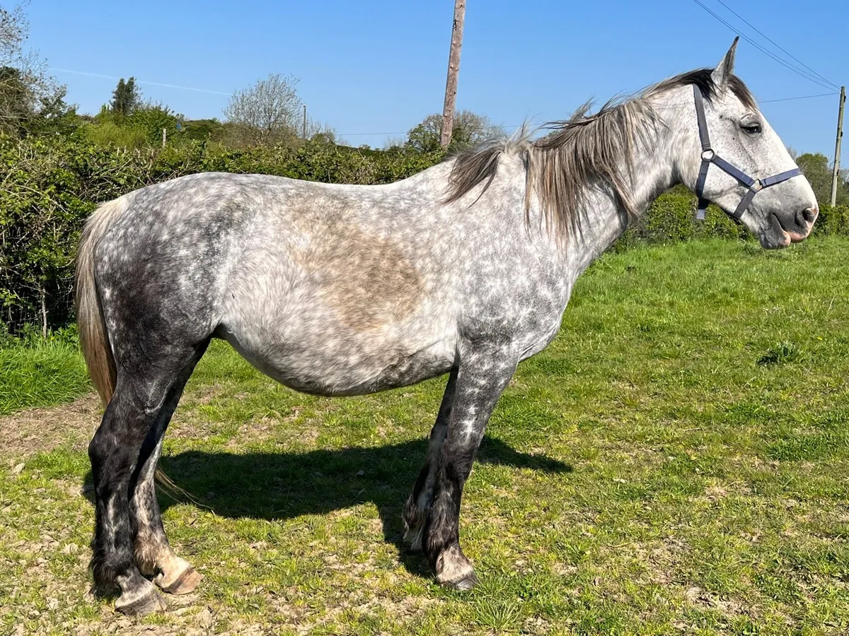 Very well bred class 1 full draught mare - Image 1