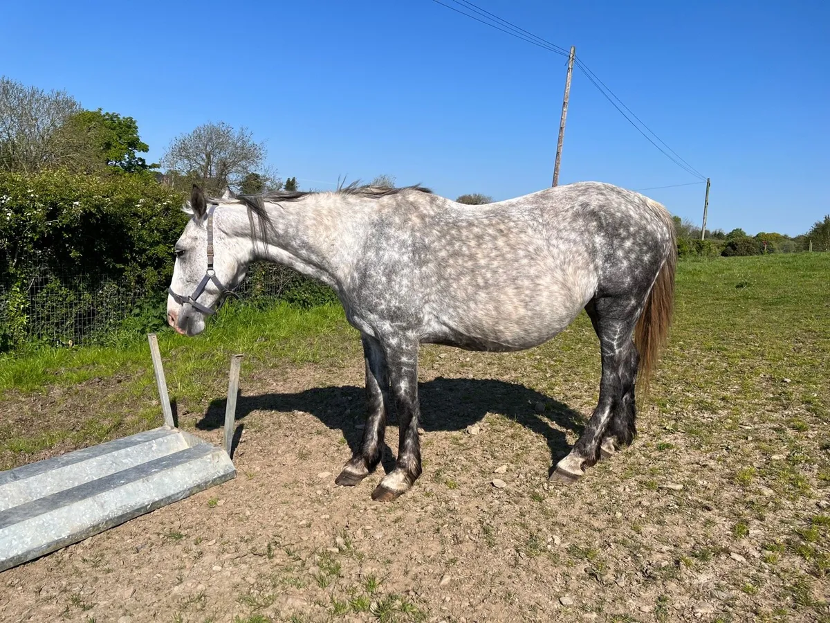 Very well bred class 1 full draught mare - Image 2