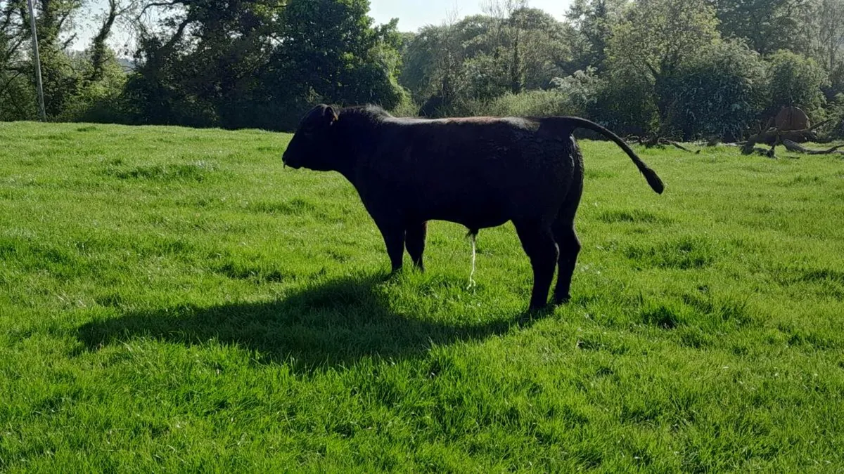 Bull - Image 4