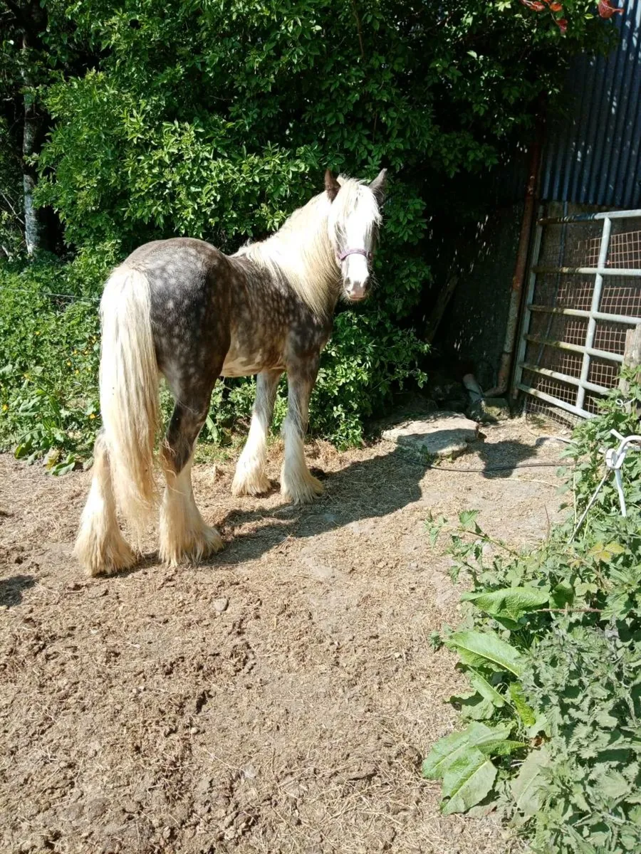 Selection of heavy horses - Image 1