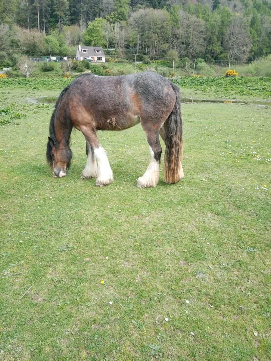 Selection of heavy horses - Image 2
