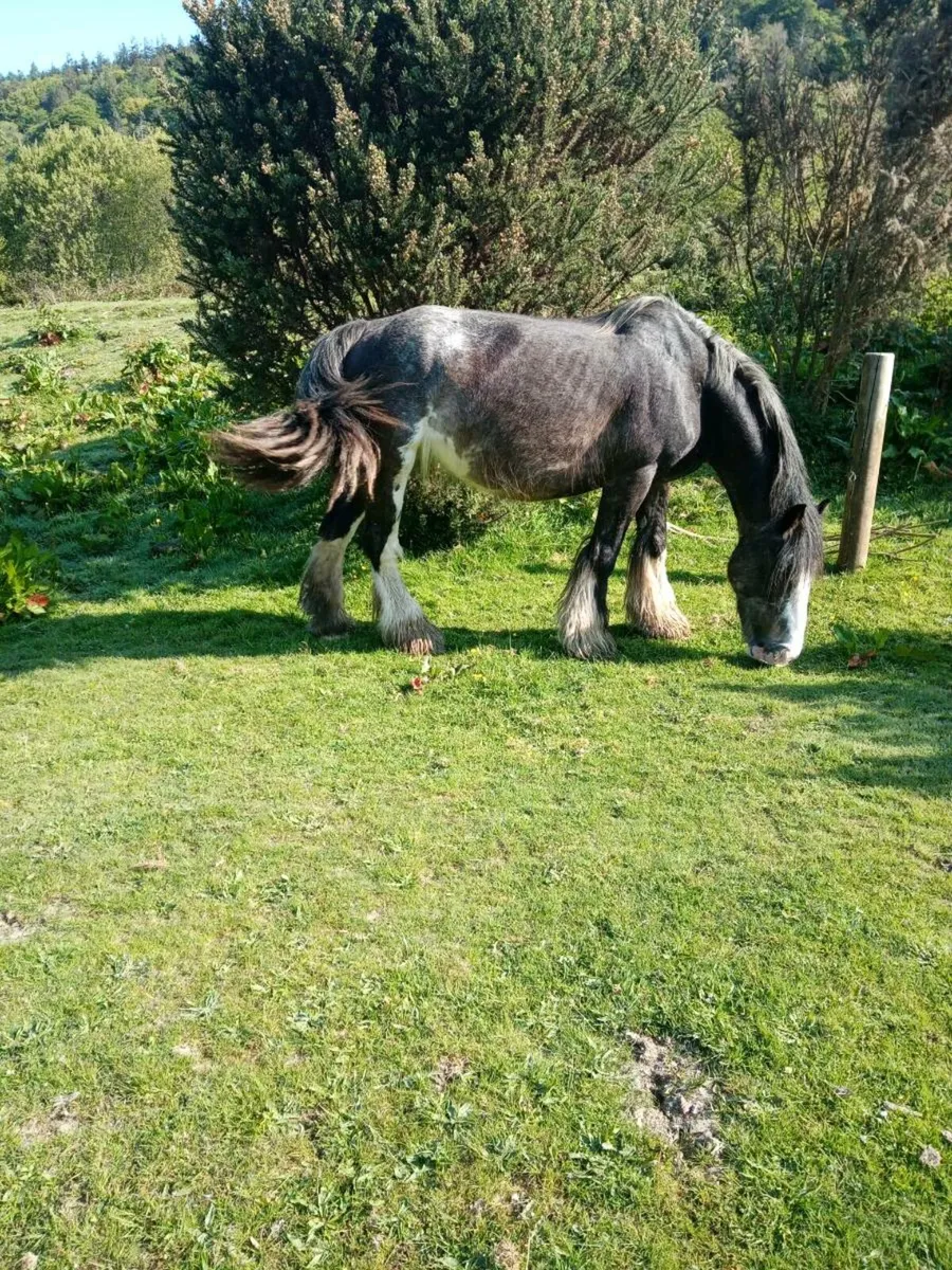 Selection of heavy horses - Image 3