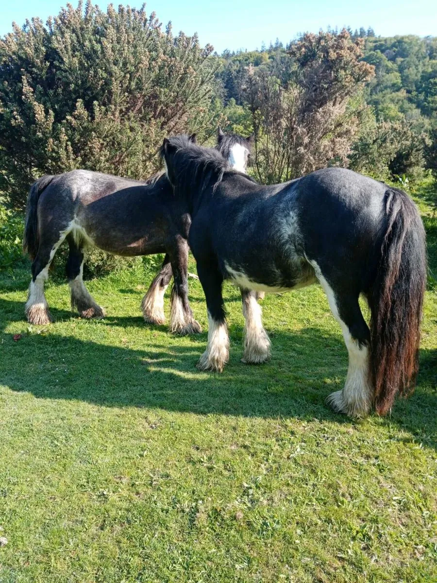 Selection of heavy horses - Image 4