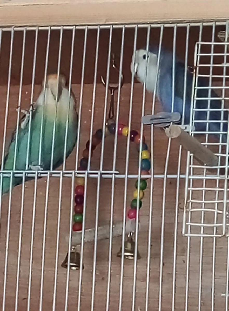 Parrots - Image 1