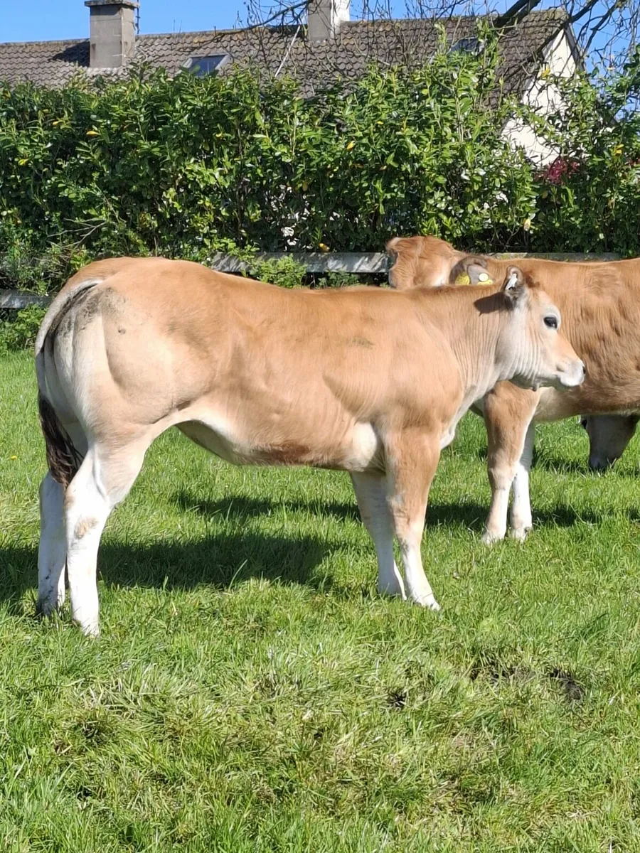 Pedigree Parthenaise Online Sale - Image 2