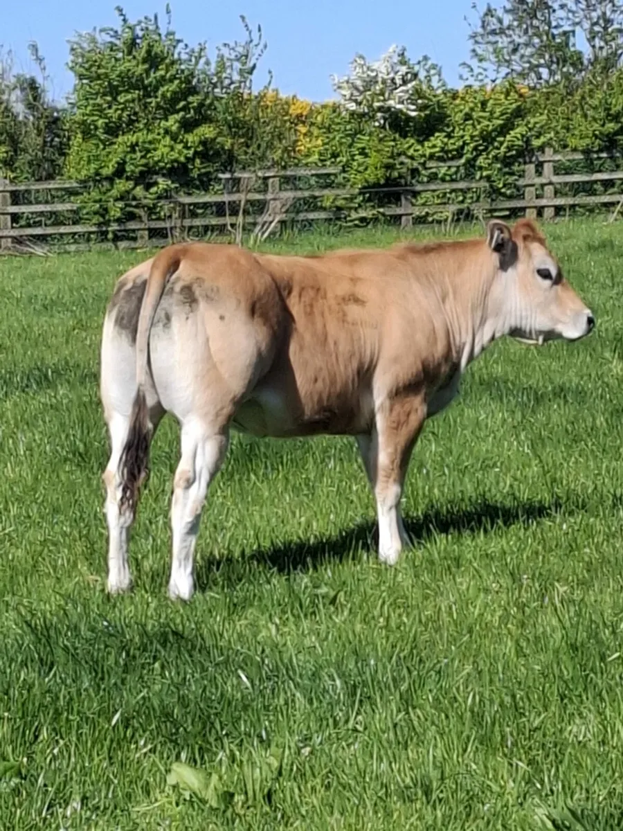 Pedigree Parthenaise Online Sale - Image 3